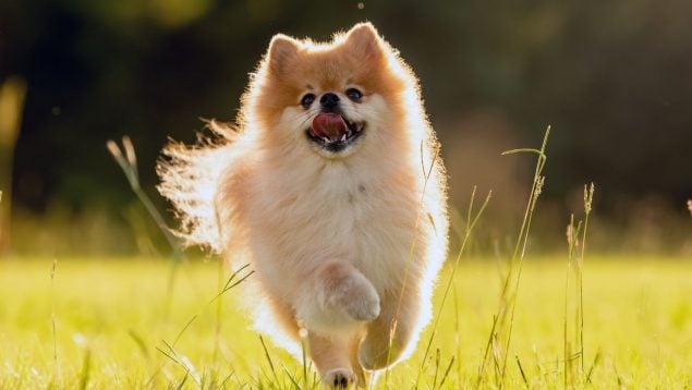 Perro en verano