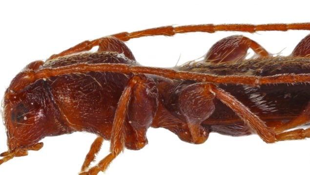 Escarabajo, insecto, animal