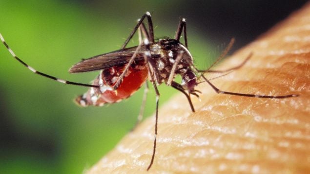 Planta que atrae a los mosquitos