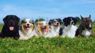 Perro más inteligente del mundo