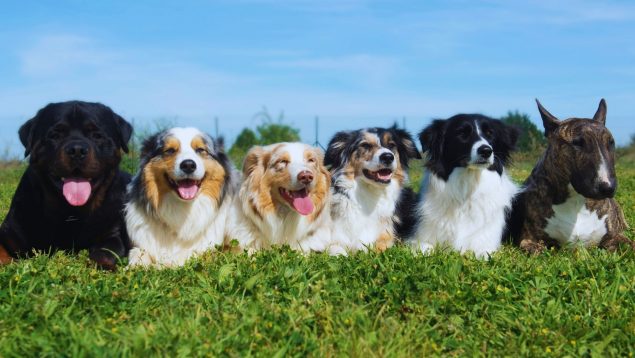 Perro más inteligente del mundo