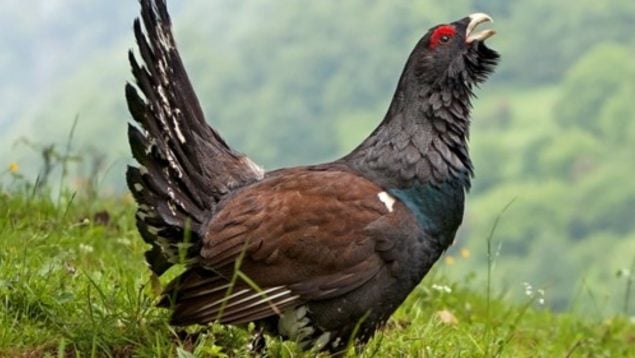 Multas, animal, urogallo, curiosidades