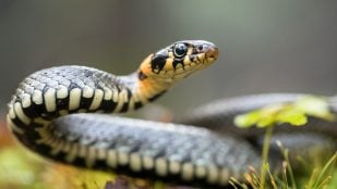 agujeros serpientes