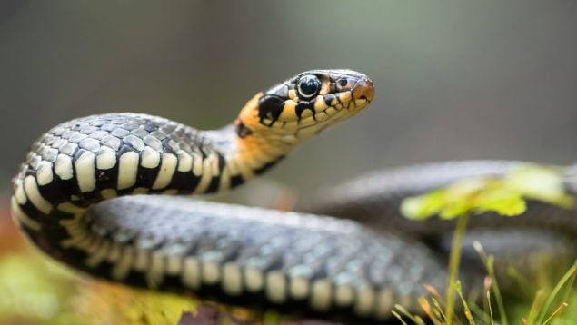 agujeros serpientes