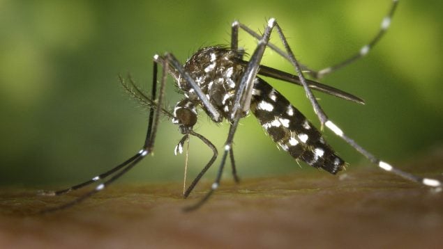 Mosquitos en verano