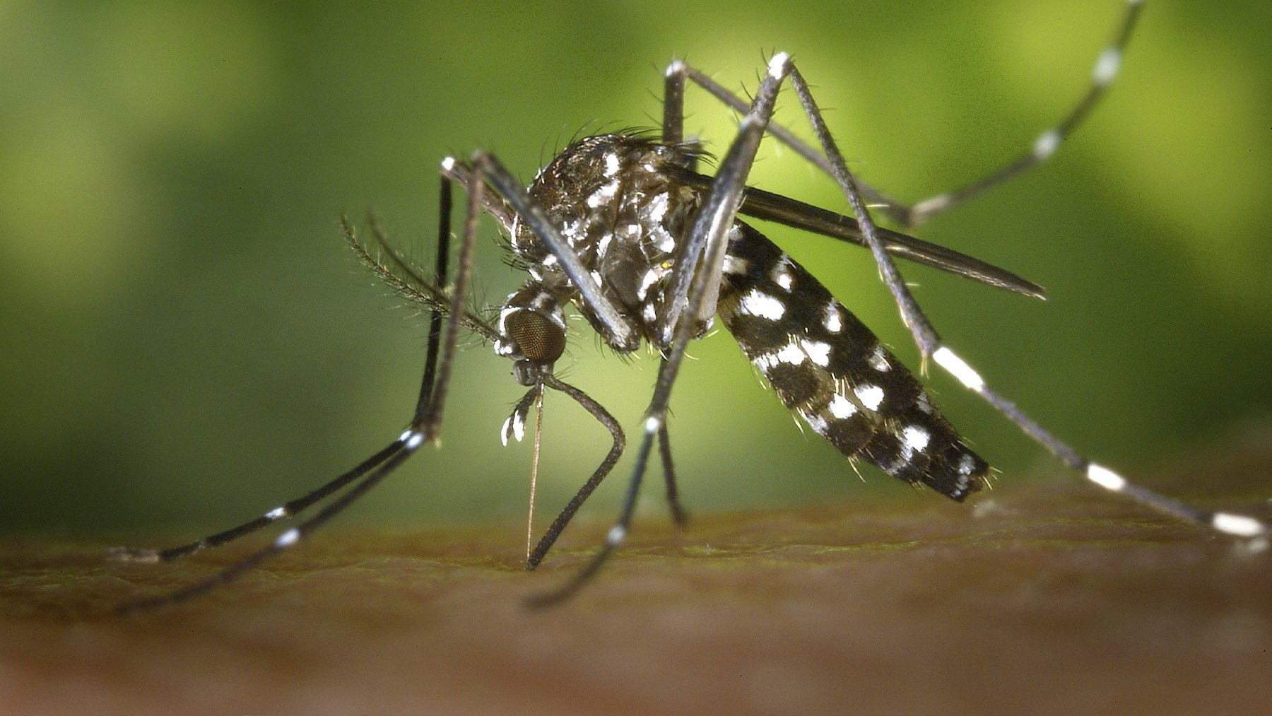 Mosquito sobre piel humana. Foto: Pexels.