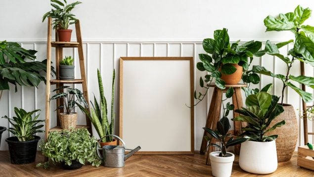 Planta, flora, curiosidades