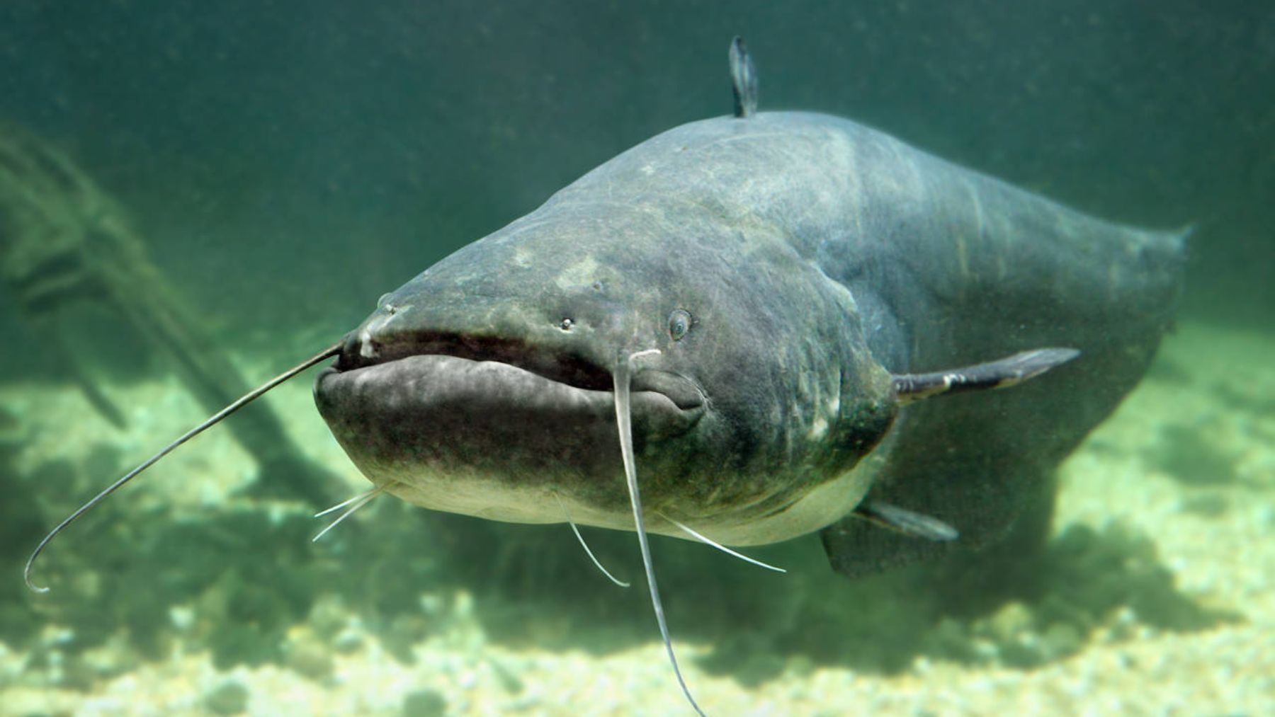 Siluro. Foto:  Abadonian / iStock