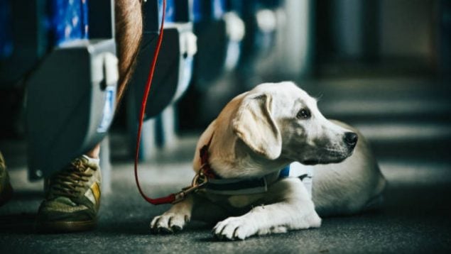 perro metro