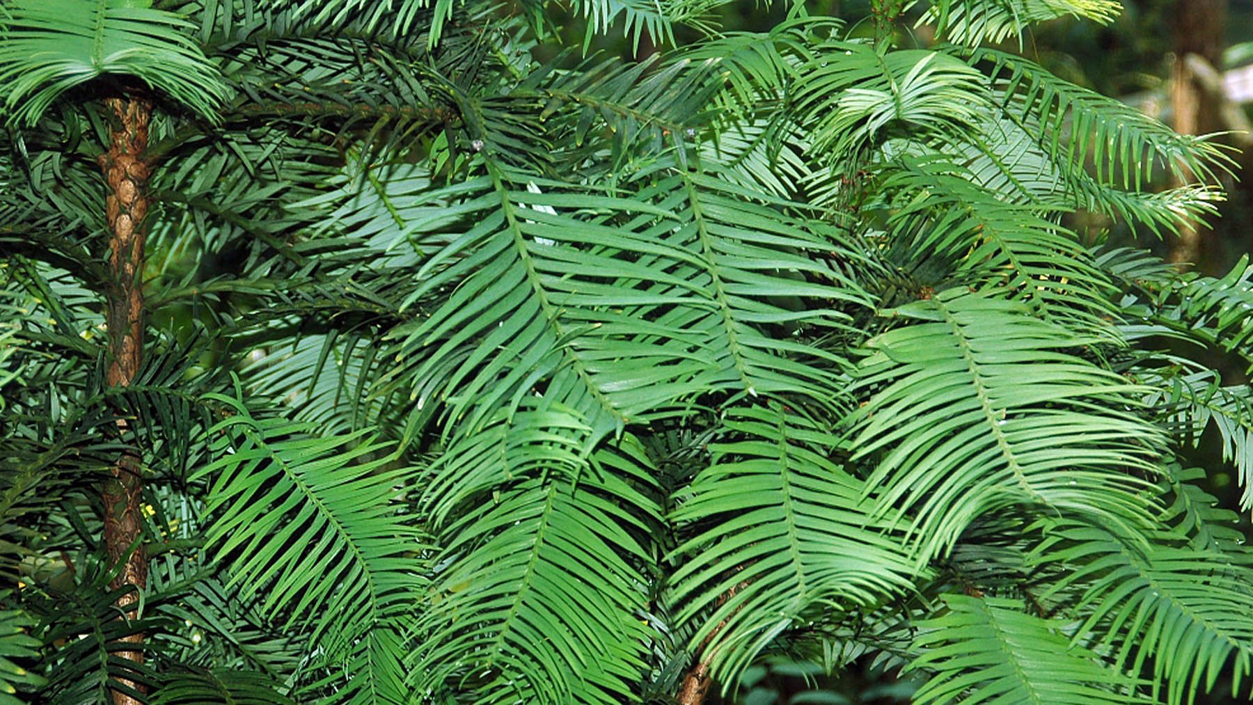 Ejemplar de Wollemia nobilis en Frankfurt. Foto: Fritz Geller-Grimm en Wikimedia Commons.