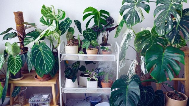 Plantas con hojas marrones
