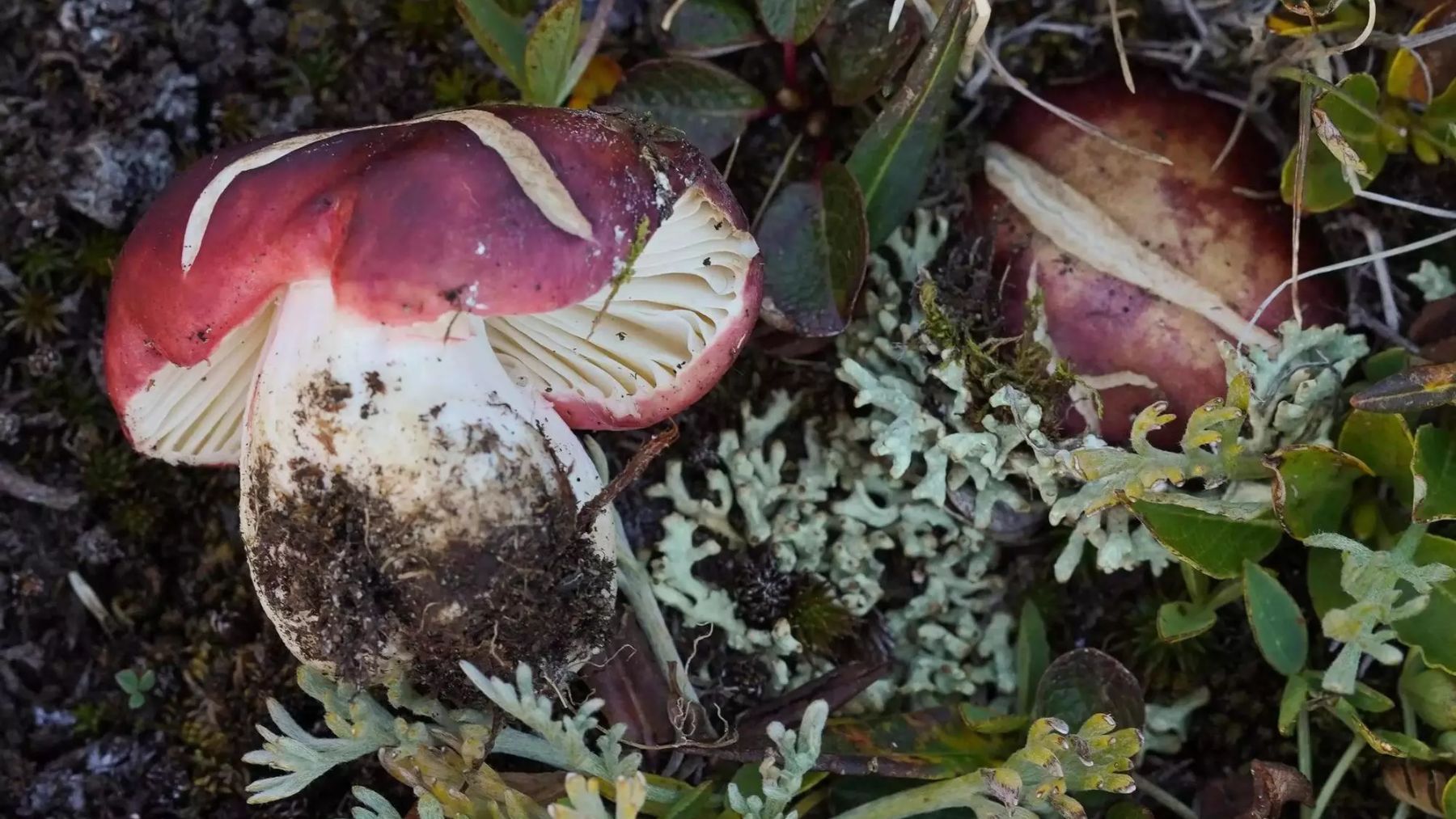 Russula neopascua. Foto: Chance Noffsinger