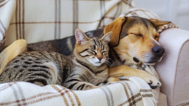 OCU perros y gatos