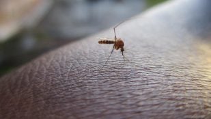 Picadura de mosquitos
