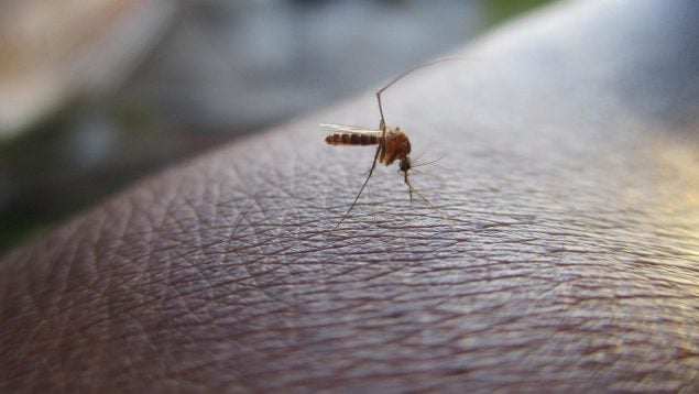 Picadura de mosquitos