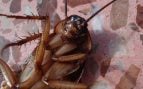 Planta para acabar con las cucarachas en verano, eliminar cucarachas, truco para eliminar cucarachas en casa, planta la ruda para matar cucarachas, cómo repeler una cucaracha del salón.