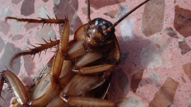 Planta para acabar con las cucarachas en verano, eliminar cucarachas, truco para eliminar cucarachas en casa, planta la ruda para matar cucarachas, cómo repeler una cucaracha del salón.