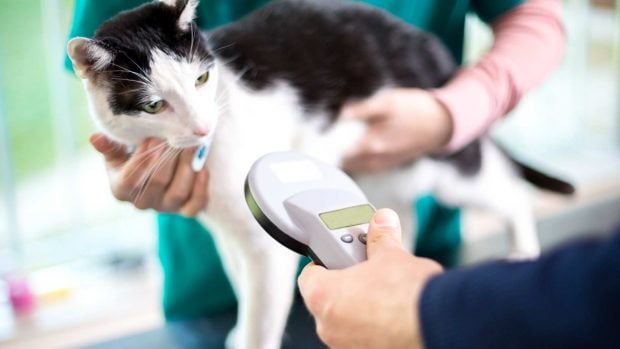 gato microchip