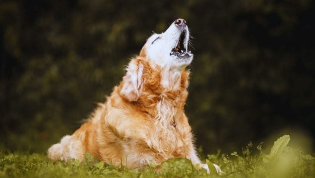 Perro