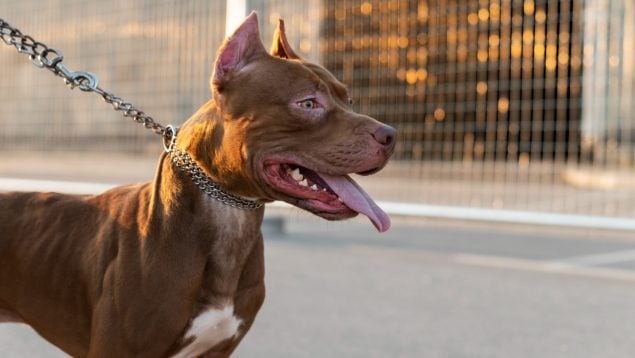 Herida grave una mujer al ser atacada por un pitbull en Vícar (Almería)