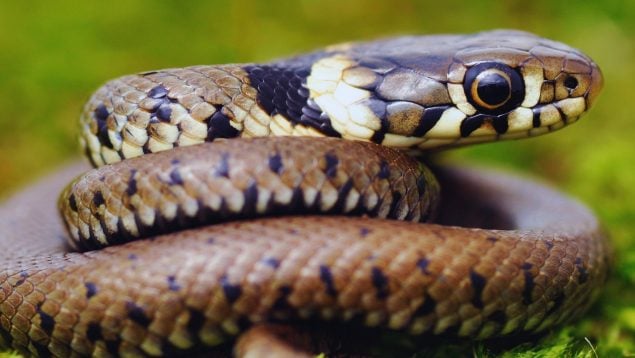 Serpiente