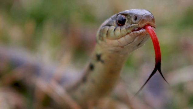 Serpiente