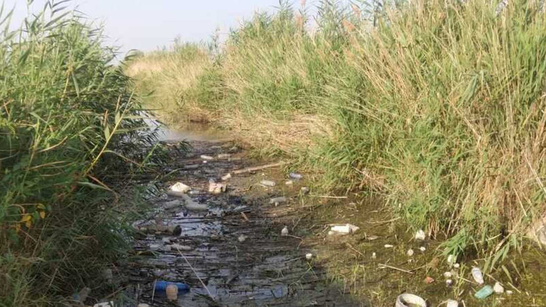 Residuos en la Albufera. (Foto: Acció Ecologista-Agró).