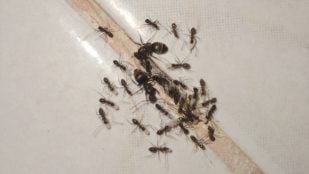truco para evitar hormigas