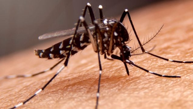 Truco para el mosquito
