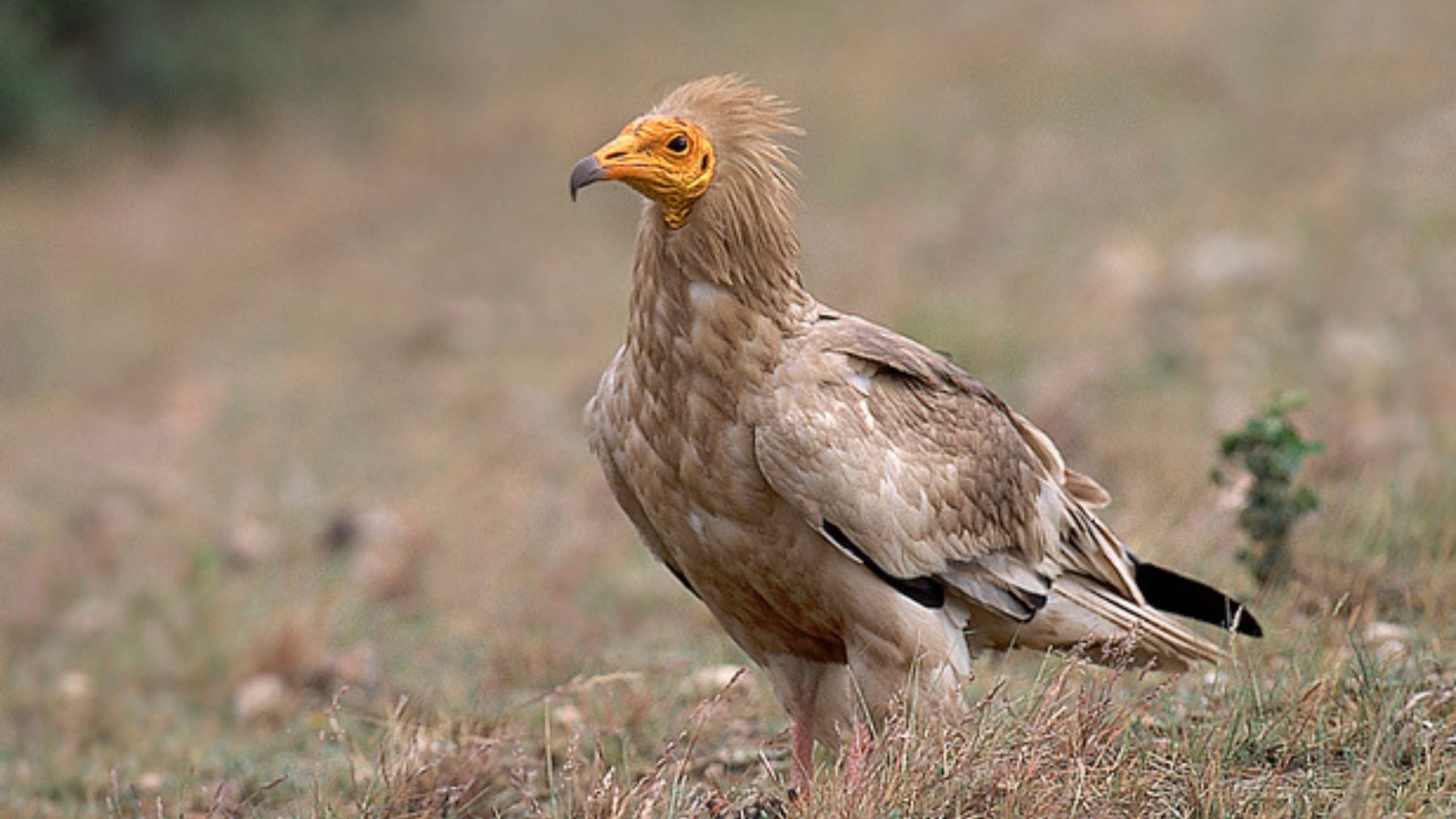 Alimoche. Foto: SEO Bird Life