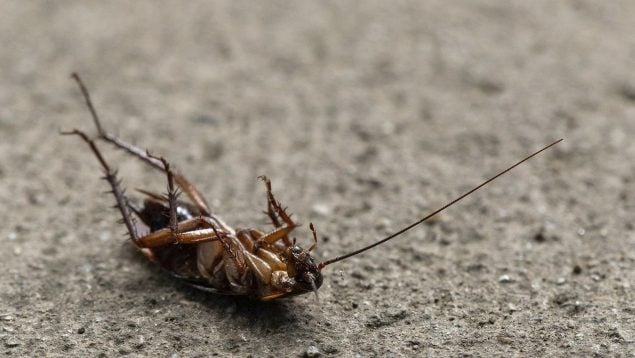 Cucarachas en verano