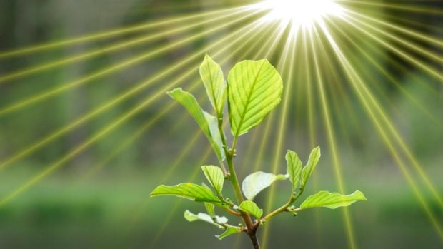 La vida en nuestro planeta Tierra no sería posible sin la fotosíntesis de las plantas y otros organismos. 
