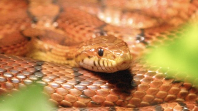 Pantherophis guttatus, serpiente, animales, specie invasora