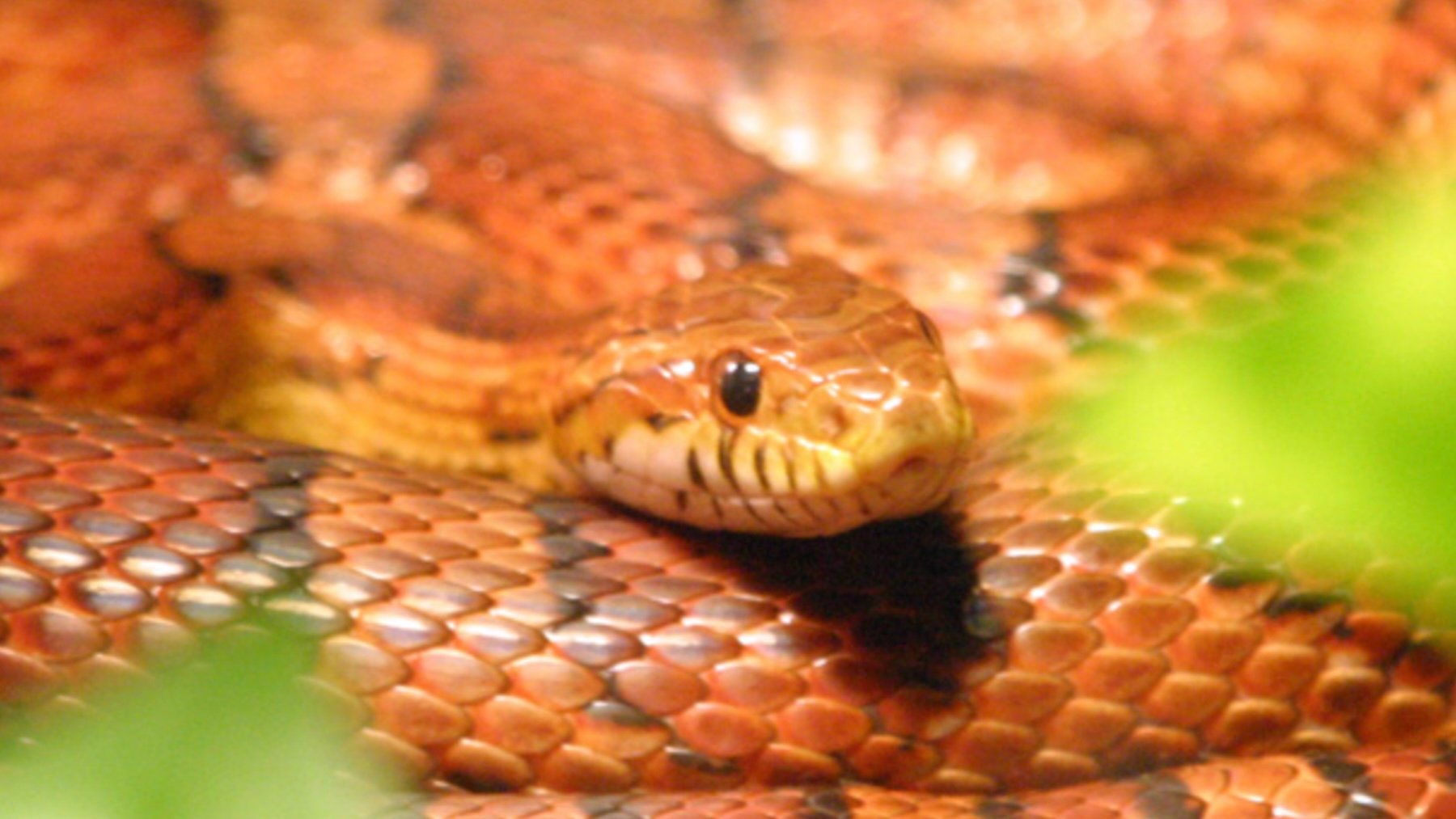 Pantherophis guttatus. Imagen: Mwx.