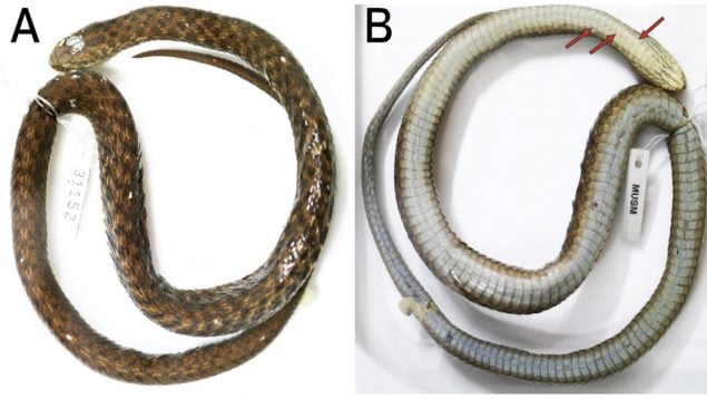 Serpiente, animales, ciencia