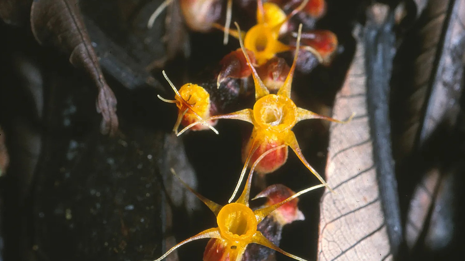Especie de Afrothismia winkleri. Foto: Martin Cheek.