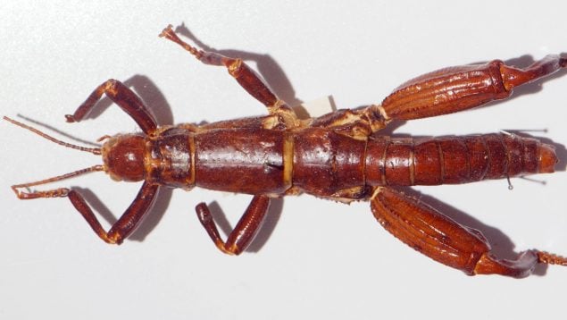 Insecto, animal, curiosidades