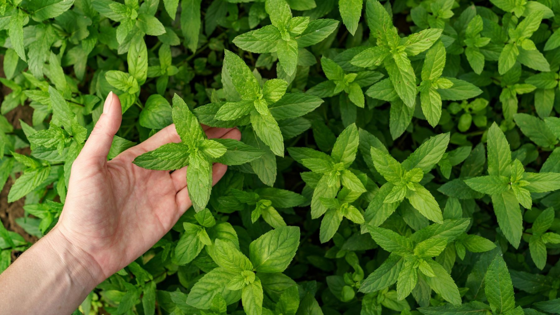 Menta. Foto: Freepik