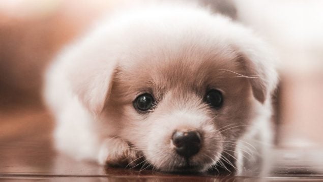 Perro
