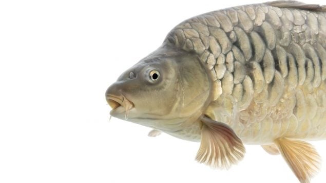 Cyprinus carpio, carpa, pez