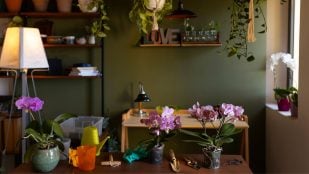 Planta, flora, curiosidades