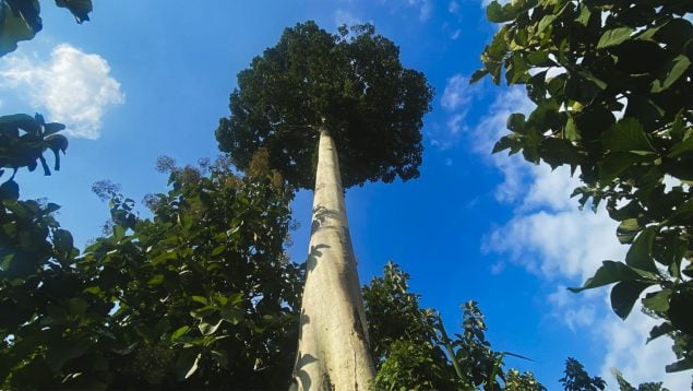 Árbol colosal en África