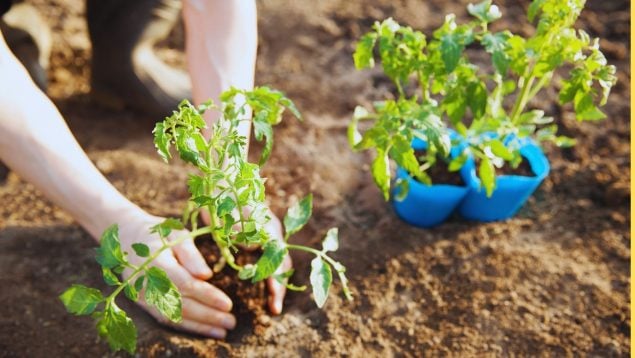 Plantas