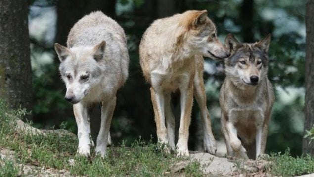 Lobos perros