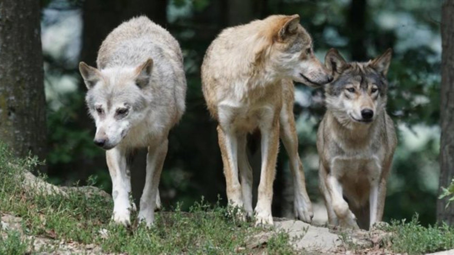 Lobos. (EP)