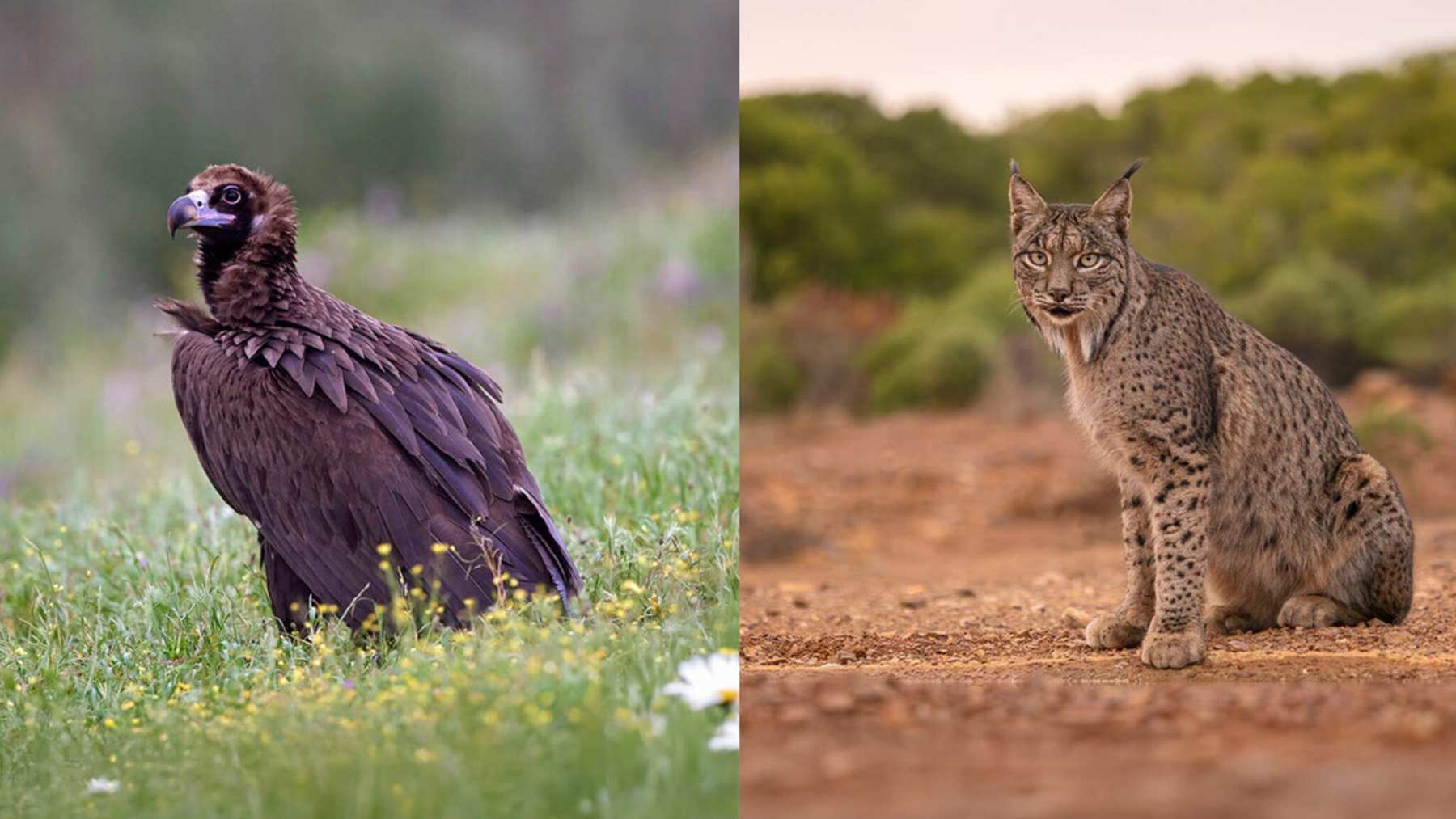 Esta nueva convocatoria forma parte de la estrategia de biodiversidad que Fundación Endesa ha desplegado en el marco de su plan estratégico 2024–2027. (Foto: Fundación Endesa).