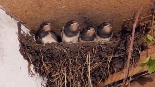 Nidos, curiosidades, animales