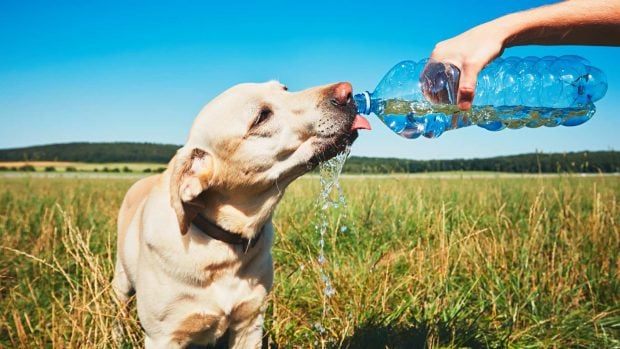 perro bebiendo agua