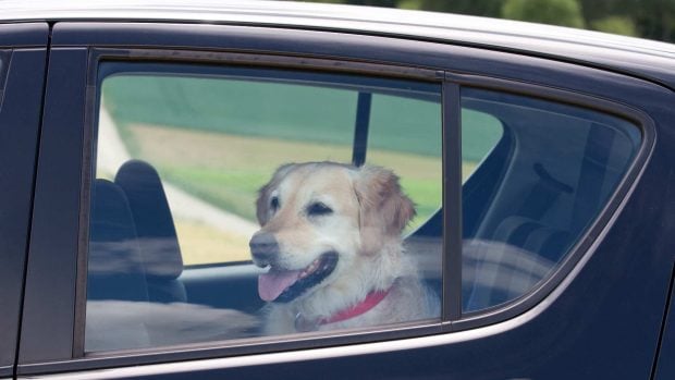 Perro en coche