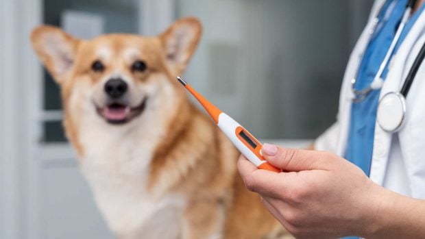 perro termómetro Nubika